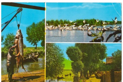 CPI (B7123) CARTE POSTALA - TULCEA. PESCUIT IN DELTA foto