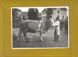 MEDIAS RPR SCOALA ZOOTEHNICA