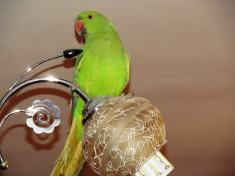 Vand papagal Micul Alexandru verde si colivie foto