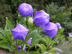 Seminte de Platycodon grandiflorus - 3 seminte pt semanat foto