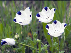 Seminte rare de Nemophila Maculata - 3 seminte pentru semanat foto