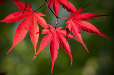 Seminte de Acer palmatum atropurpureum - 2 seminte pt semanat foto