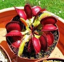Seminte de planta carnivora Dionaea muscipula Gura-Mare- 5 seminte foto