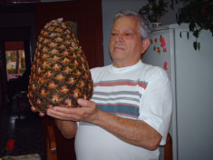 Seminte rare de Ananas Urias - 2 seminte pentru semanat foto