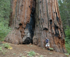 Seminte de Sequoia Giganteum - 3 seminte pt semanat foto