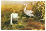 @carte postala(ilustrata)-TULCEA-Muzeul Delta Dunarii-Grindul Crasnicol