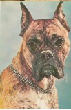 CPI (B7296) CARTE POSTALA - BOXER, CAINE, 009