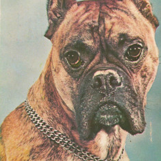 CPI (B7296) CARTE POSTALA - BOXER, CAINE, 009