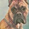 CPI (B7296) CARTE POSTALA - BOXER, CAINE, 009