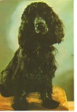 CPI (B7290) CARTE POSTALA - COCKER SPANIEL, CAINE, 006, Necirculata, Fotografie