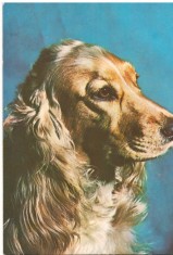 CPI (B7293) CARTE POSTALA - COCKER SPANIEL AURIU, CAINE, 003