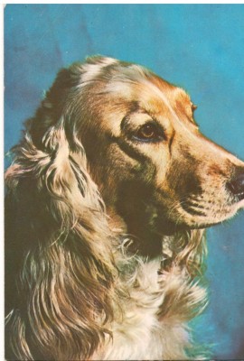 CPI (B7293) CARTE POSTALA - COCKER SPANIEL AURIU, CAINE, 003 foto