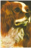 CPI (B7289) CARTE POSTALA - SPANIEL KING CHARLES, CAINE, 20001, Necirculata, Fotografie