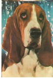 CPI (B7292) CARTE POSTALA - BASSET (HOUND), CAINE, 002, Necirculata, Fotografie