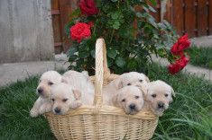 Vand catei de Labrador , 2 masculi si 4 femele ! foto