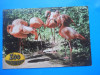 HOPCT 15004 D ZOO BUCURESTI / FLAMINGO ROSU -NECIRCULATA, Printata