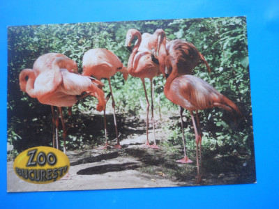 HOPCT 15004 D ZOO BUCURESTI / FLAMINGO ROSU -NECIRCULATA foto