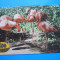 HOPCT 15004 D ZOO BUCURESTI / FLAMINGO ROSU -NECIRCULATA