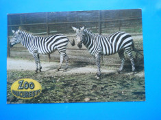 HOPCT 15004 C ZOO BUCURESTI /ZEBRA GRANT -NECIRCULATA foto