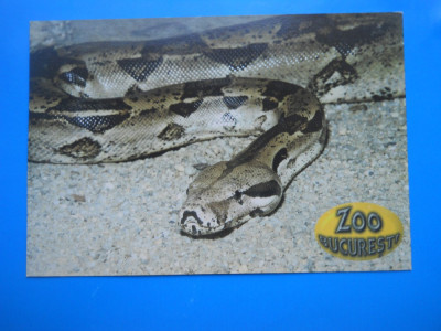 HOPCT 15004 A ZOO BUCURESTI /SARPELE BOA CONSTRICTOR -NECIRCULATA foto