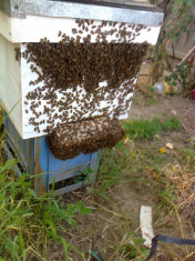 20 familii de albine puternice(stupi) foto