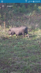 porci vietnamezi foto