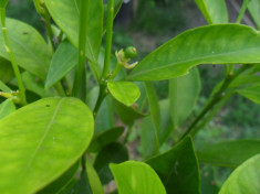 Pom Citrus Calamondin bonsai - un pom pitic matur pe rod inaltime 70 cm foto