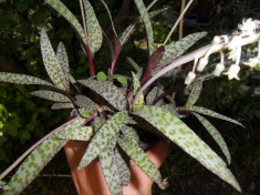 Plante rare neobisnuie - Ledebouria socialis - 1 bulb foto