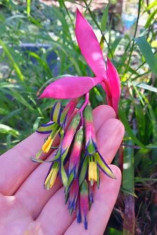 Plante neobisnuite de bromelia - Billbergia nutans - Lacrima reginei -1 planta foto