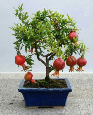 Pom fructifer pitic de Rodiu - Punica granatum Dwarf - 1 pom deja productiv foto