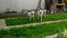 Akita Inu foto