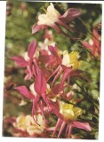 @carte postala(ilustrata)-FUCSIA, Necirculata, Printata