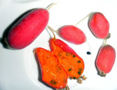 Seminte de Thadiantha dubia - comestibil - 2 seminte pt semanat foto