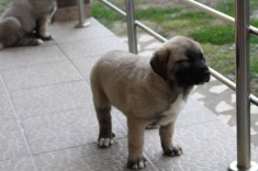 Pui de Kangal foto