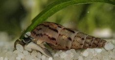 Melci Melanoides Tuberculata de vanzare foto