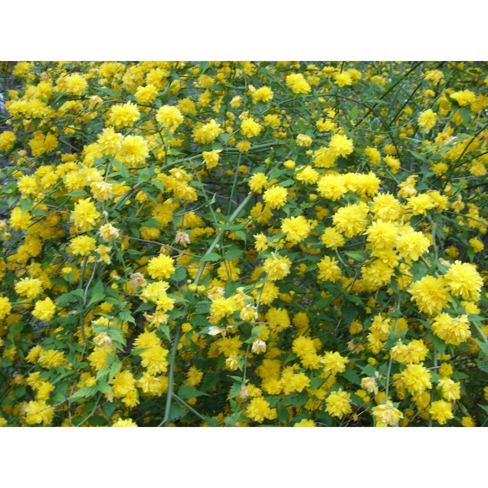 Teisor Kerria Japonica Arbust Ornamental Cu Flori Galbene