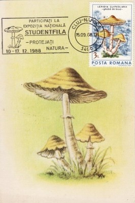 5507 - Romania 1988 - carte maxima foto