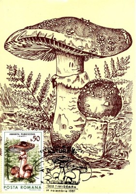 5492 - Romania 1987 - carte maxima foto