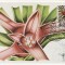 5495 - Belgia 1975 - carte maxima