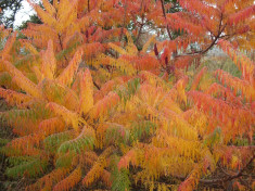 OTETAR ( Rhus typhina ) - 100 - 120 cm ( cititi descrierea, va rog ! ) * foto