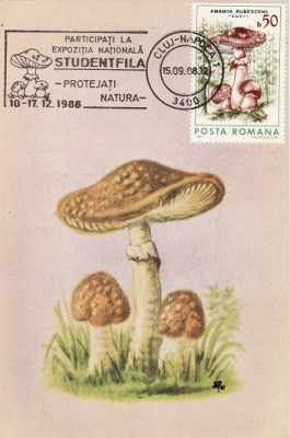 5506 - Romania 1988 - carte maxima foto