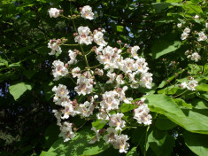 PUIETI CATALPA ( Catalpa bignonioides ) - arbore decorativ * foto