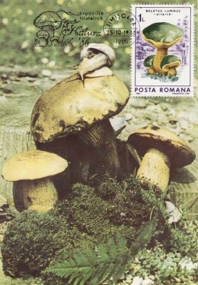 5486 - Romania 1986 - carte maxima foto