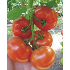 Seminte de tomate Buran F1 foto