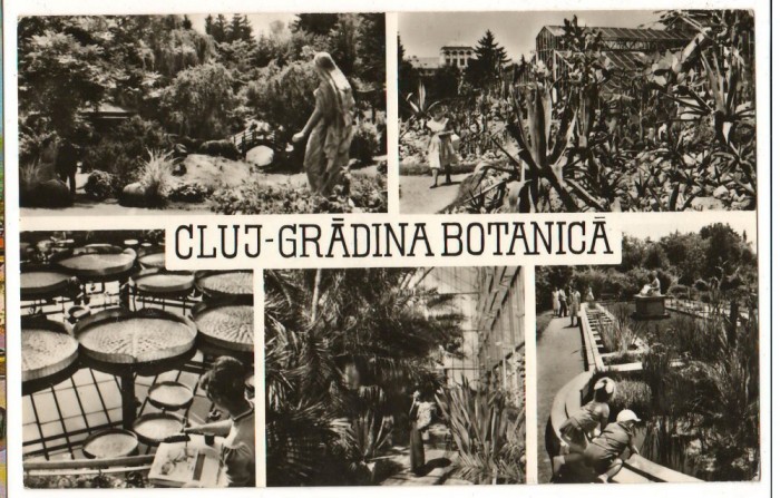CPI (B7614) CARTE POSTALA - CLUJ. GRADINA BOTANICA. MOZAIC