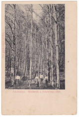 #1906- Romania, Felsobanya, Baia Sprie c.p. necirculata: Padurea Bukk, animat foto