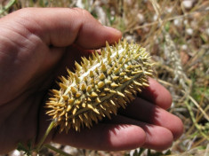 Seminte rare de Cucumis africanus/ castravete african 3 seminte pentru semanat foto