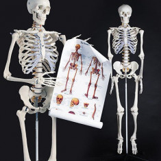 Model anatomic schelet uman - model Gica foto
