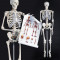 Model anatomic schelet uman - model Gica