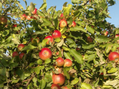 Pomi fructiferi de vanzare foto